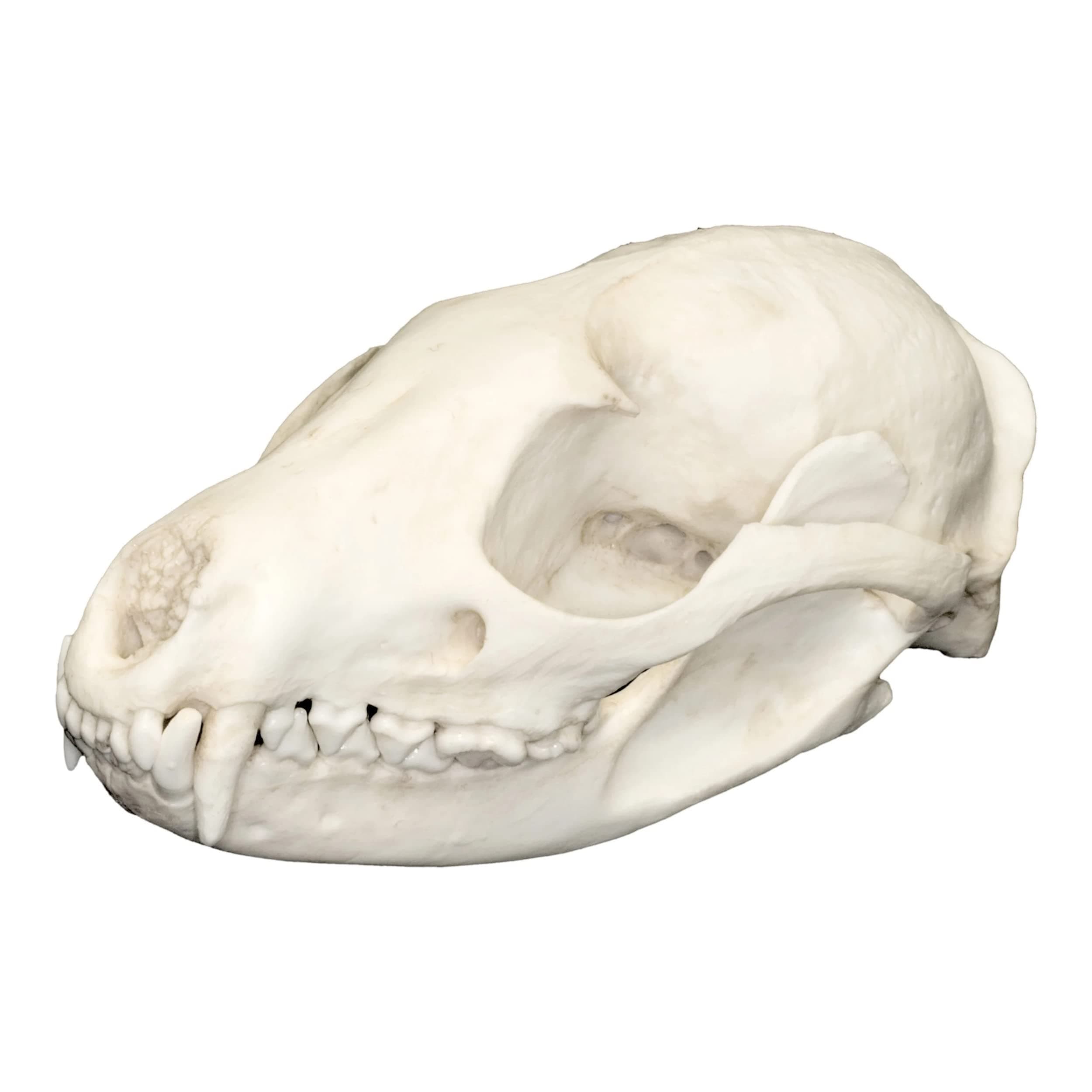 Asian Palm Civet Skull (Teaching Quality Replica)