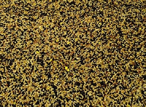 LEEWAY WOODWORKMIXED CANARY COMPLETE SEED - QUALITY SEEDS - AVIARY - FEEDING - PET (1 KG)