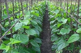 Betel Leaf/Banarasi Maghai Paan Rare Healthy Live Plant, Medicinal Herb Pack of 1 CF_23