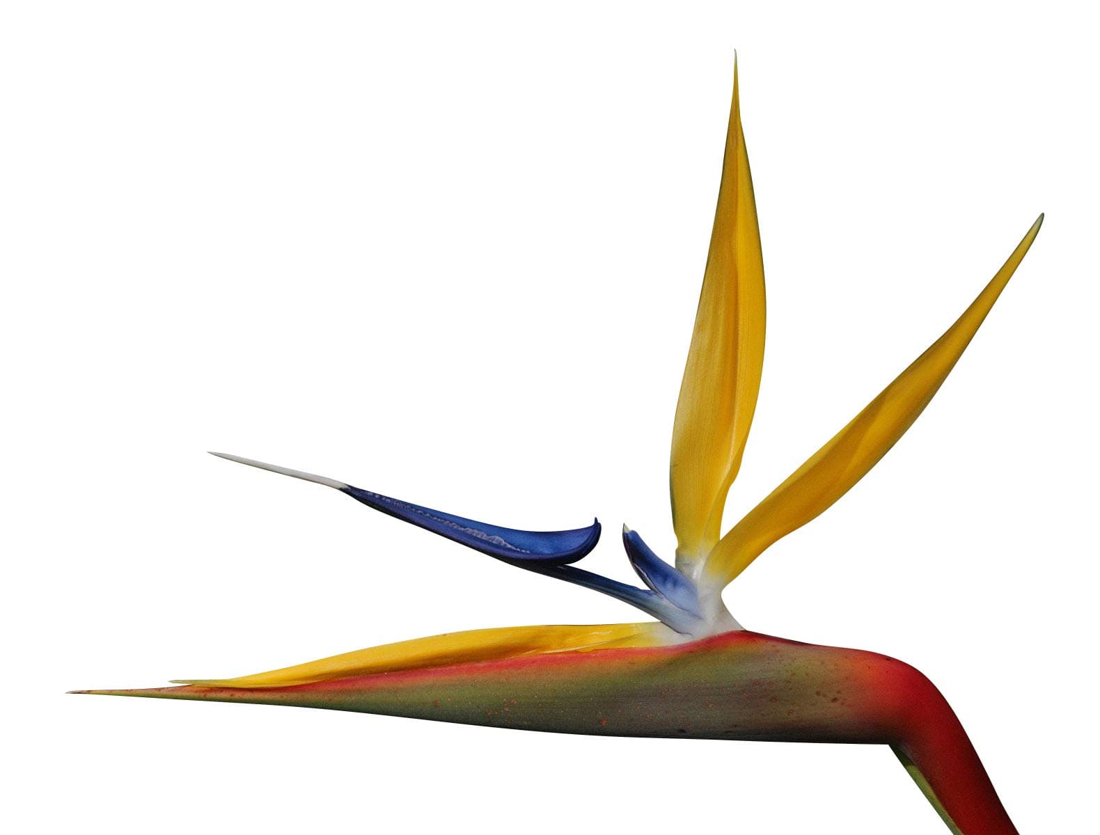 STRELITZIA REGINAE SEEDS