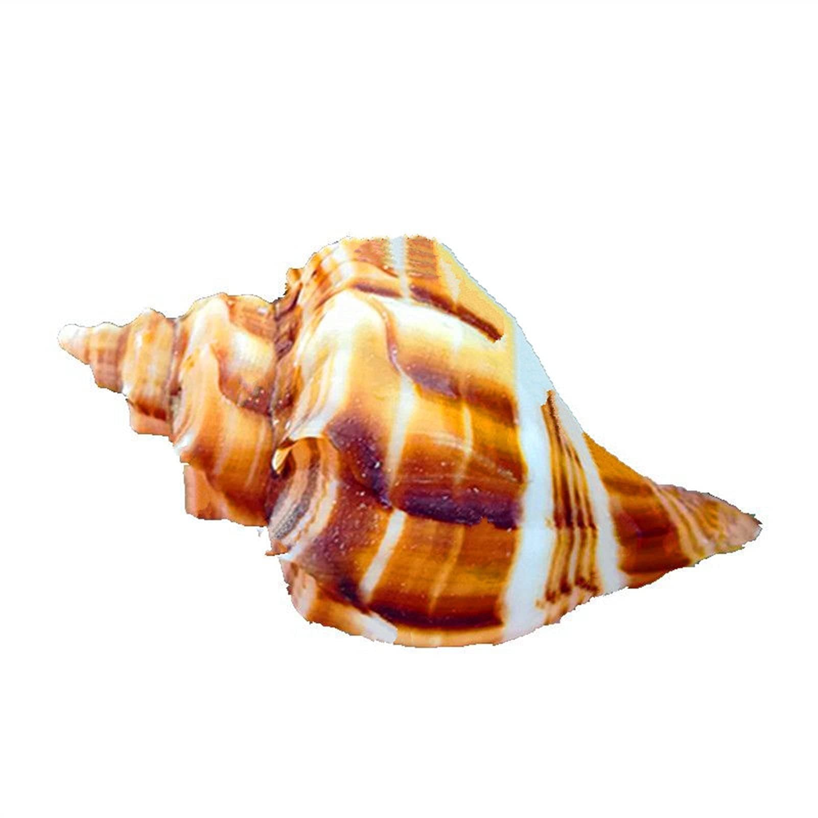 Natural Conch Shell Red Mouth Flower Conch Shellfish Hermit Crab Replacement Shell Fish Tank Aquarium (Color : Natural, Size : 8 9 cm)