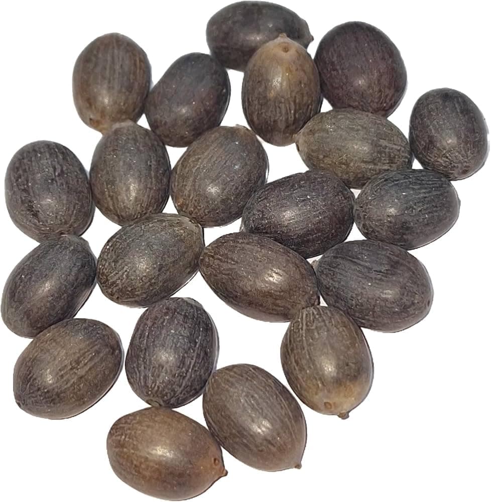 Original Lotus Seeds, 15 Pieces