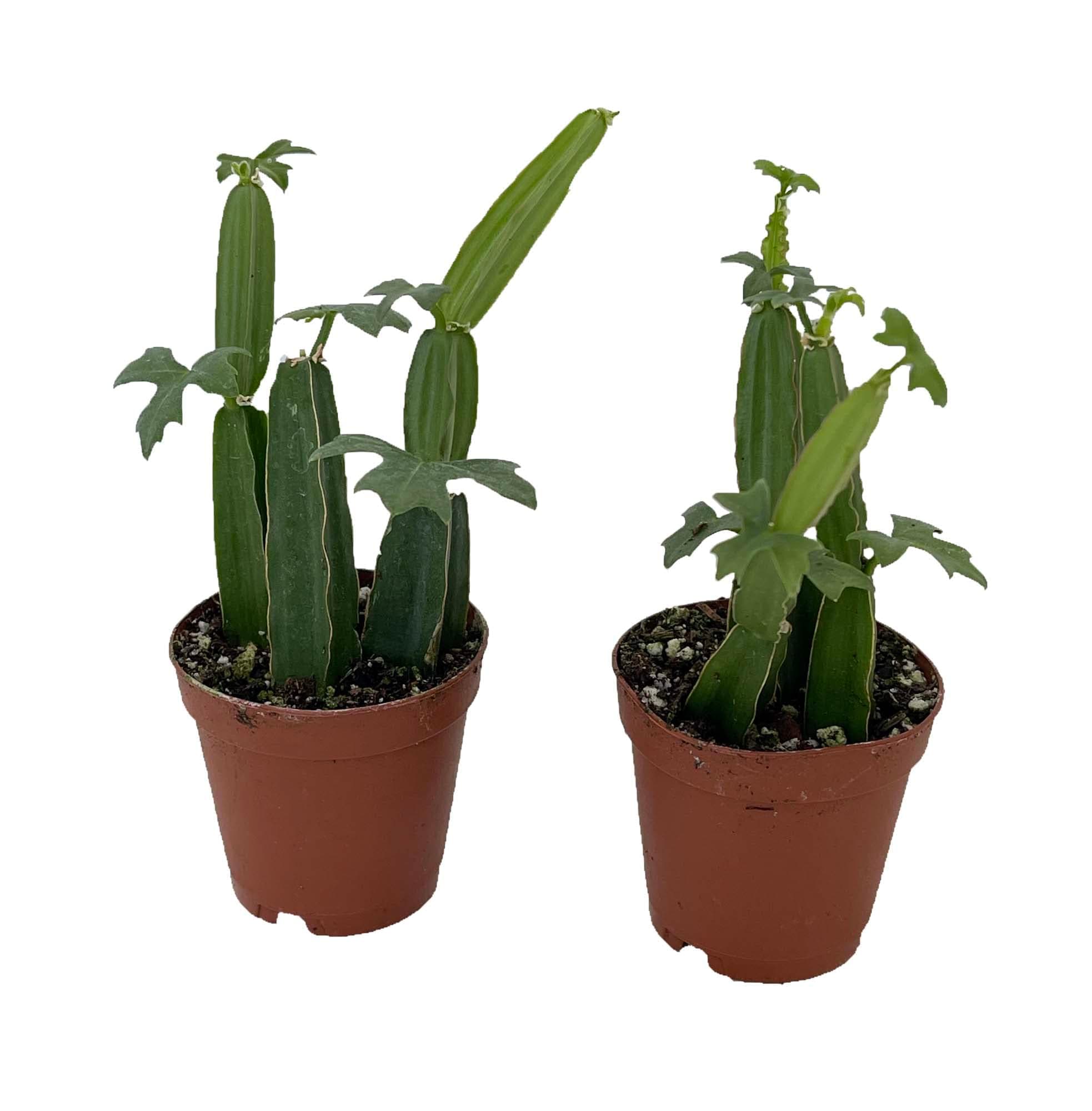 Veldt Grape Ivy - Devil's Backbone Herb - Cissus quadrangularis - 2 Pack 2" Pots