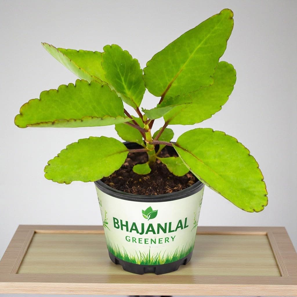 DIPA Patharchatta Medicinal Live Plant with Pot