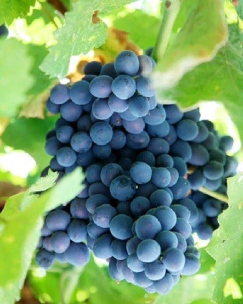 HEIRLOOM NON GMO Blue Concord Grape 5 seeds