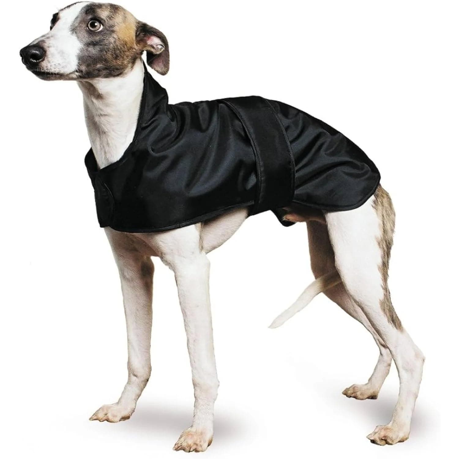 Ancol Muddy Paws Greyhound Whippet Coat, Medium(43 cm), Black