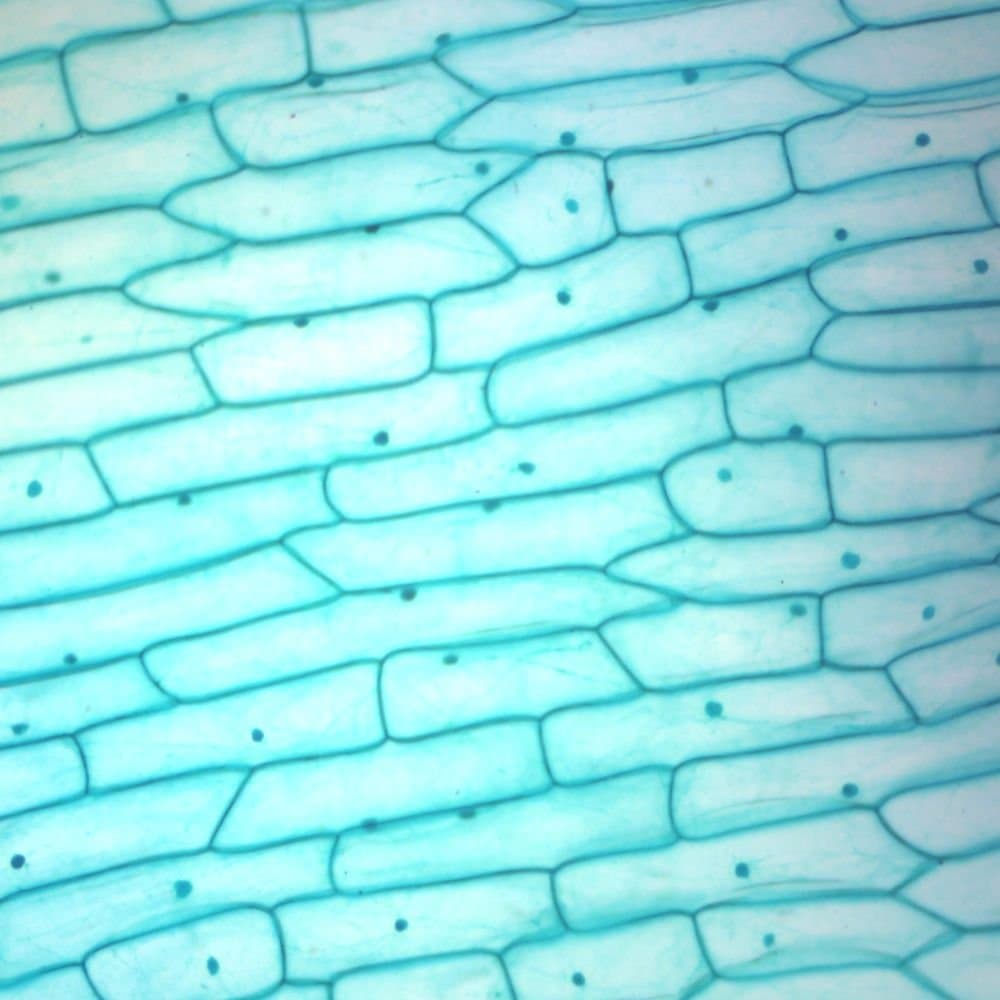 Onion Bulb Epidermis Slide, w.m.