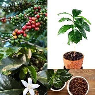 Arabica coffee live plant for gardening (Pack of 1 Live plant)