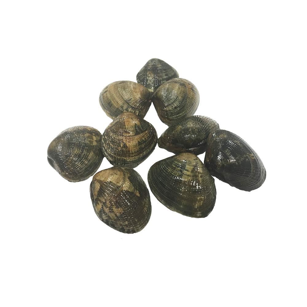 Palourde Clams, Fresh, 1kg