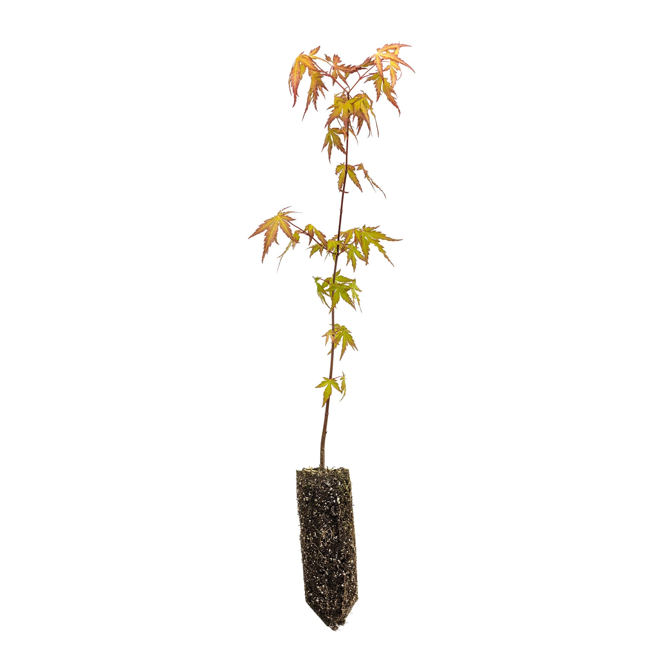 Japanese Maple | Medium Tree Seedling | The Jonsteen Company