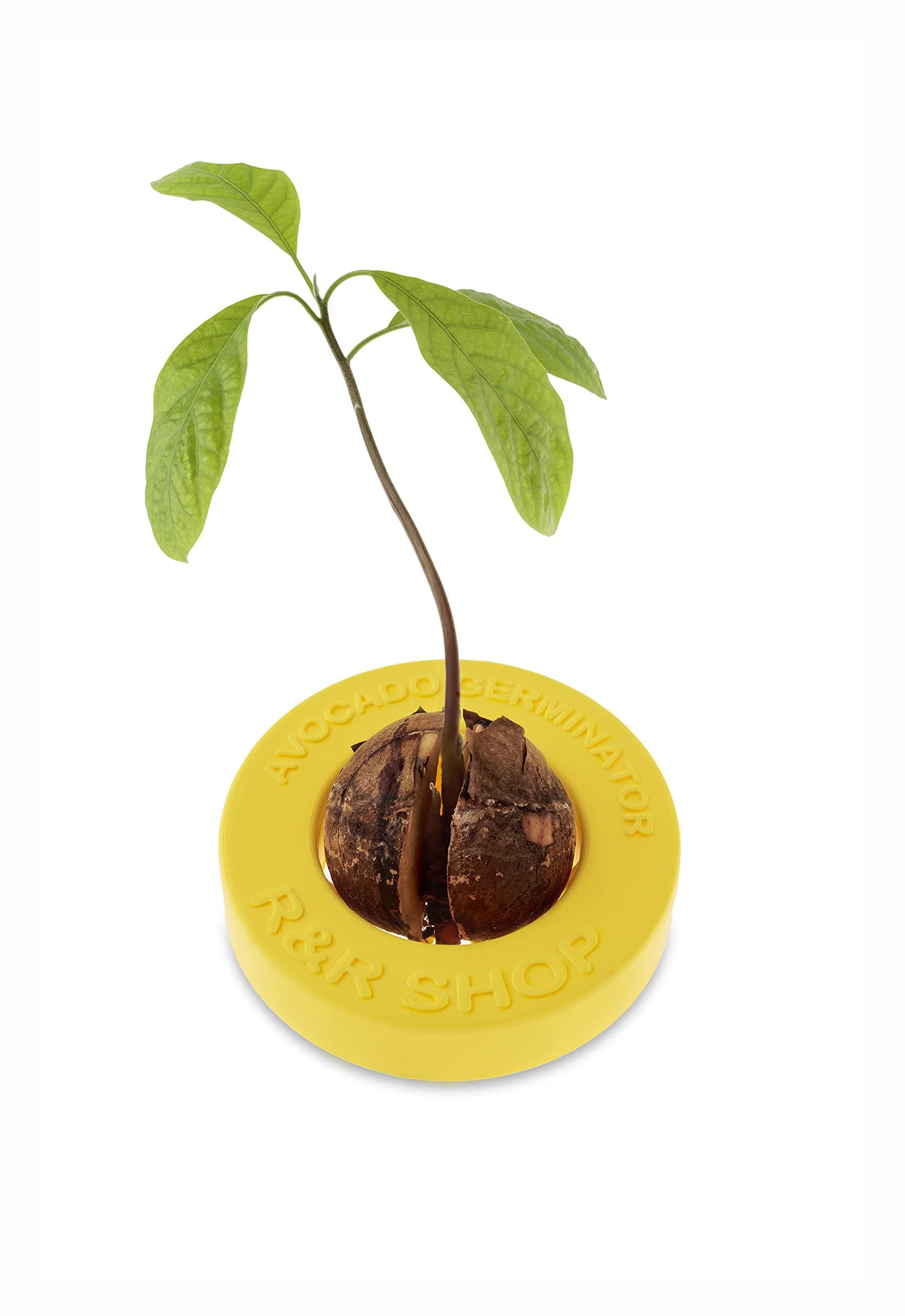 Avocado Germinator - Floating Pot for Avocado Germination, Seed Growth Kit, Plastic Corn 100% (Yellow)