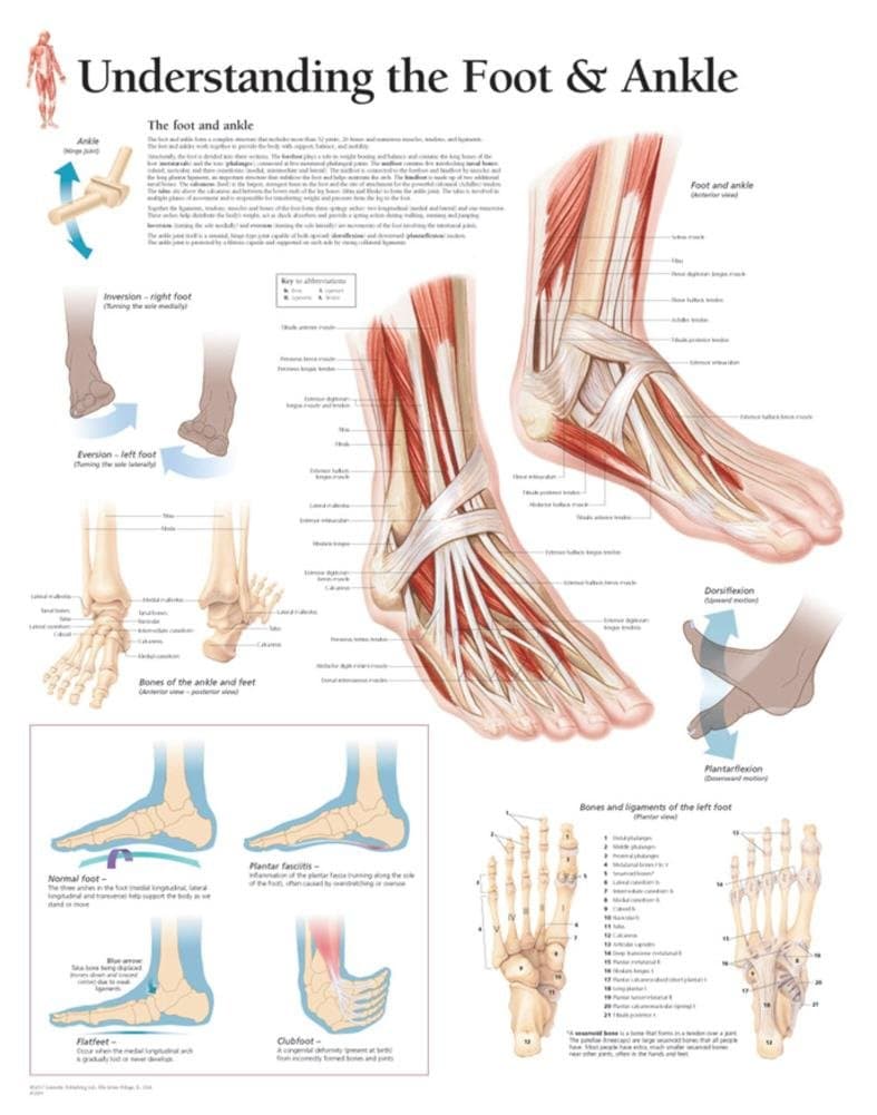 Understanding the Foot & Ankle chart: Wall Chart