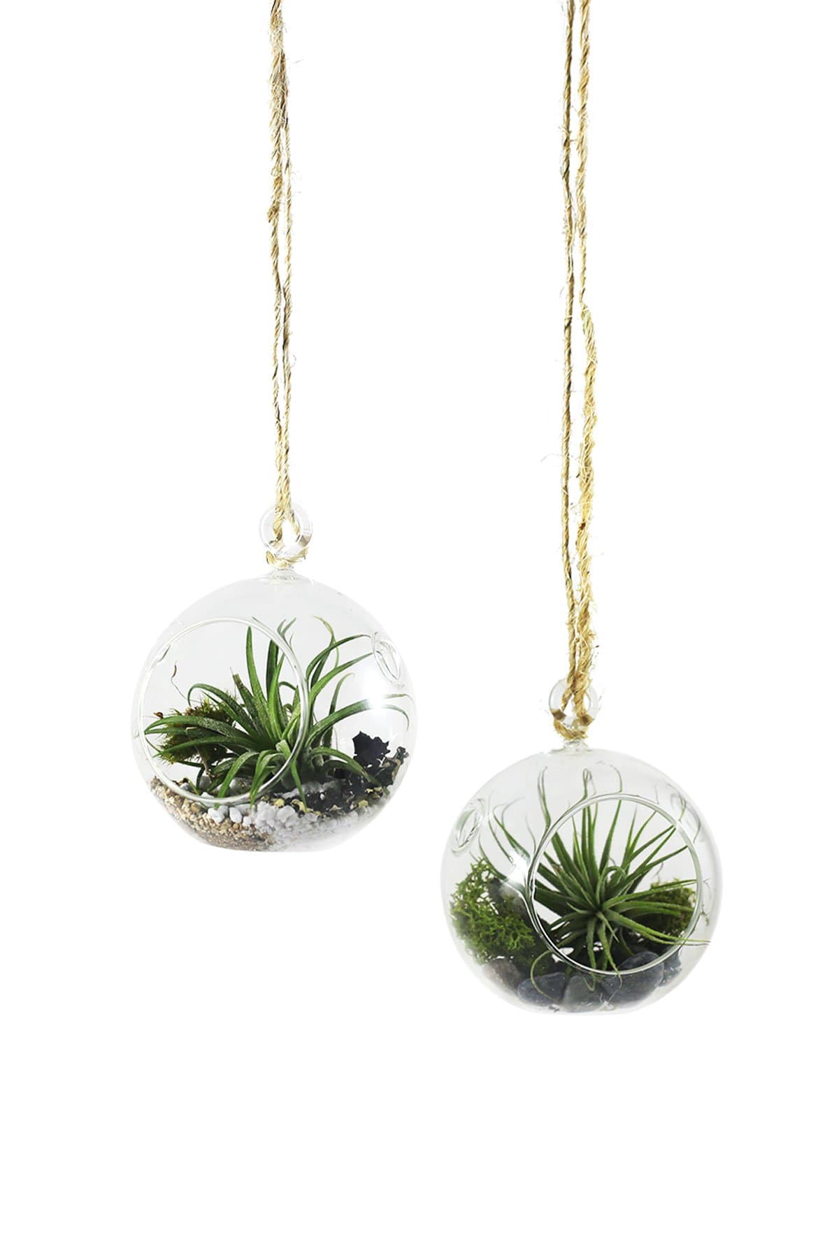 Mini Hanging Air Plant Kit
