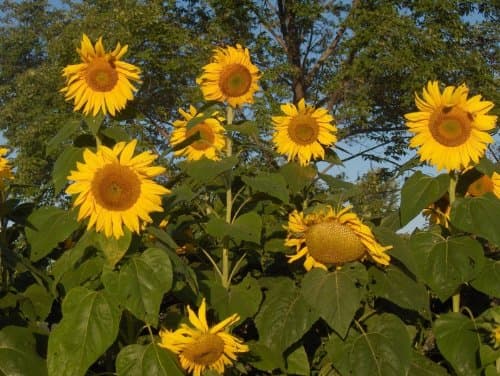 50 Mammoth Russian Sunflower Seeds
