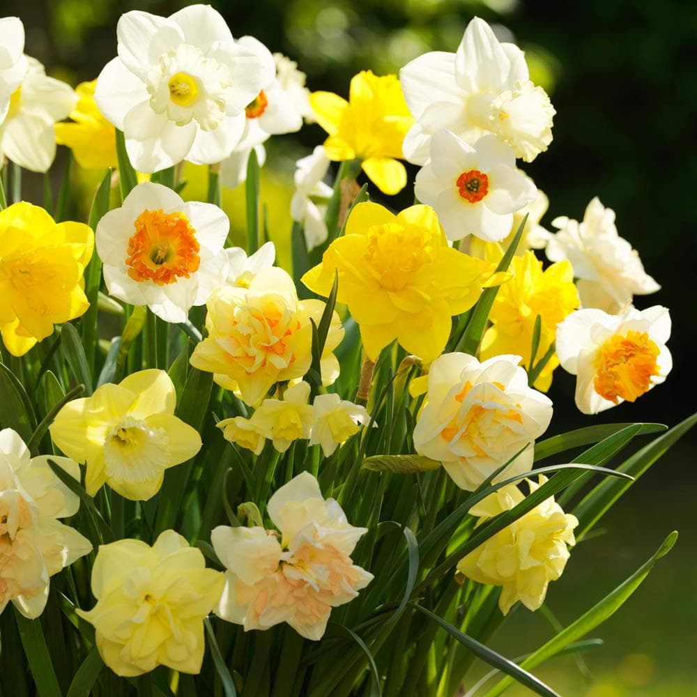 Pack of 50 Tall Mixed Daffodil Bulbs