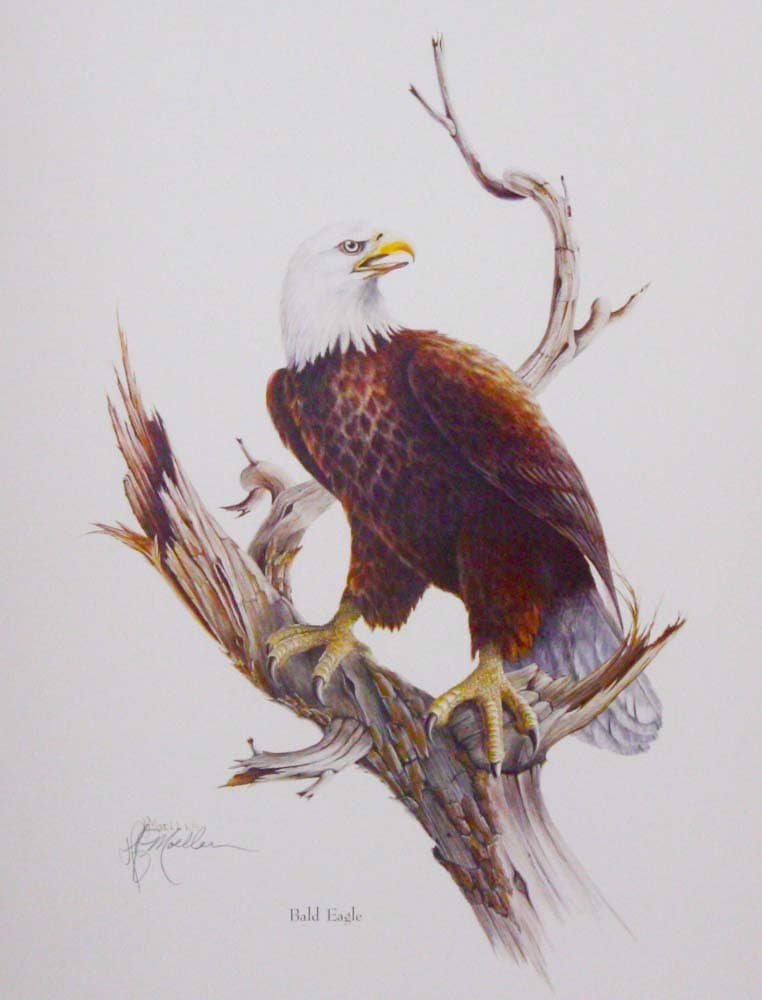 Harry Moeller - Bald Eagle