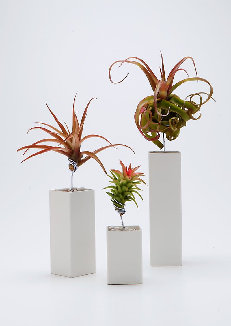 AirplantVessel (steel)