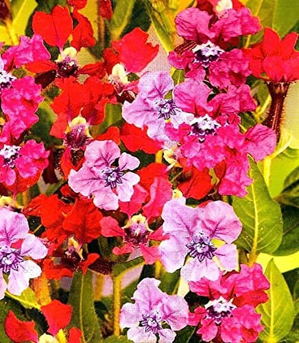 Bat-faced cuphea (Cuphea miniata syn. Cuphea ilavea) Summer Medley - seeds