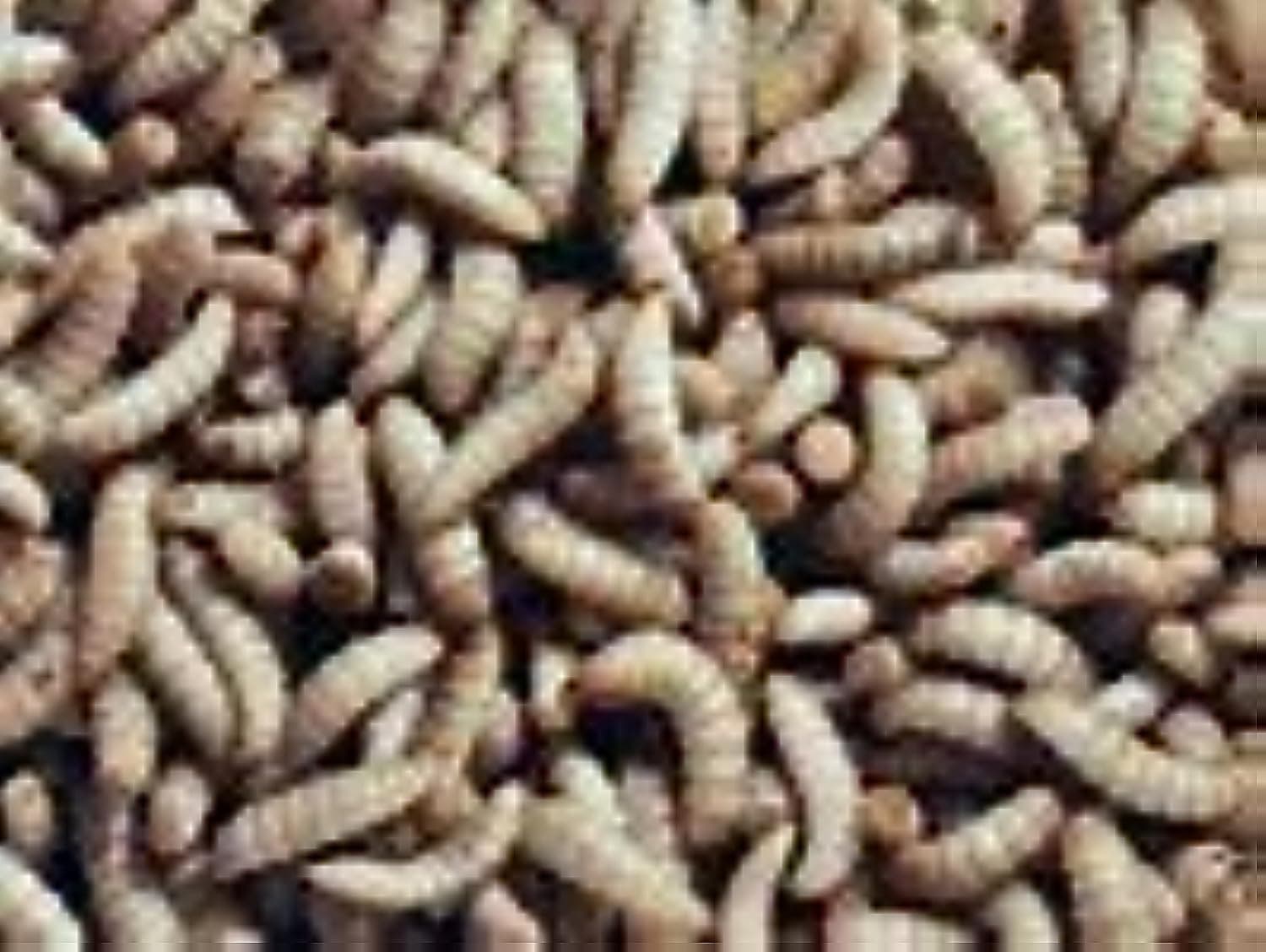 Black Soldier Fly Larvae 500 Count
