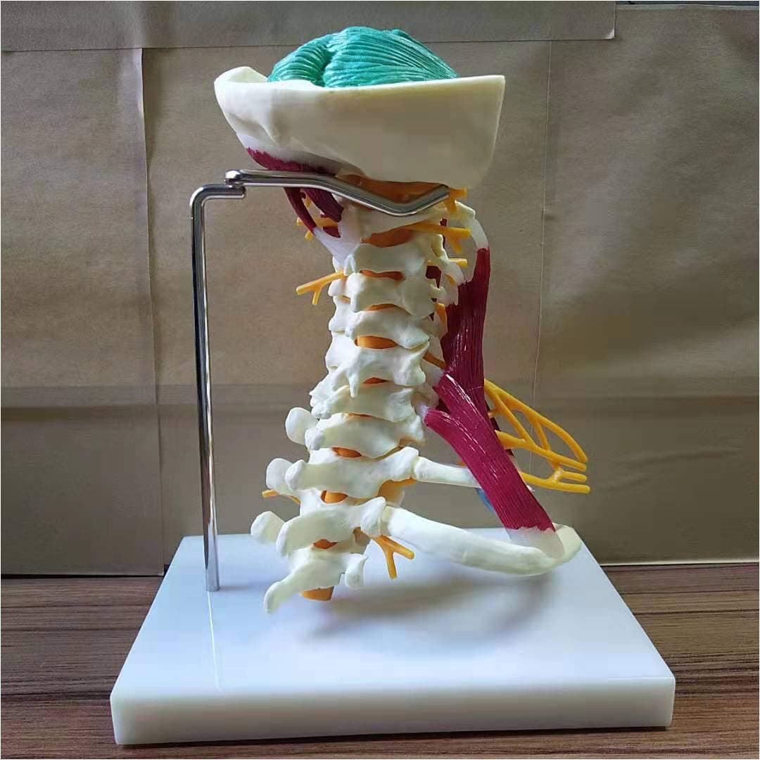 FXQ Cervical Vertebrae Model - Human Cervical Spine And Cervical Bone Model - 1:1 Life Size Muscle Nerve Anatomical Model with Nerves,Brain Stem,Occipital Bone,Axilla,Cervical Thoracic Vertebrae