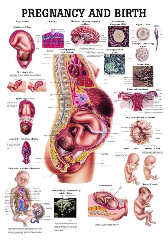 Pregnancy and Birth Laminated Anatomy Chart