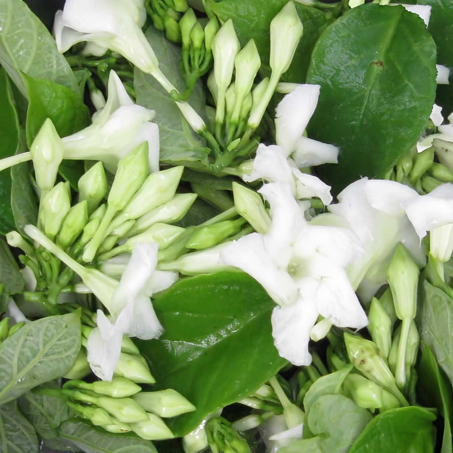 New Fresh 8pcs loroco Plant Seeds Generic