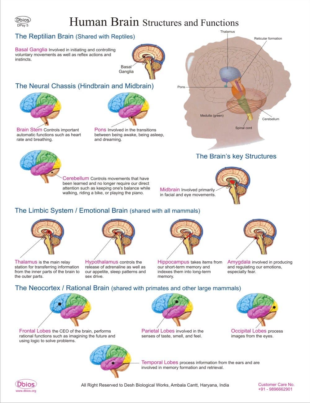 Dbios Human Brain Structure and Function Higher Education Wall Chart Poster