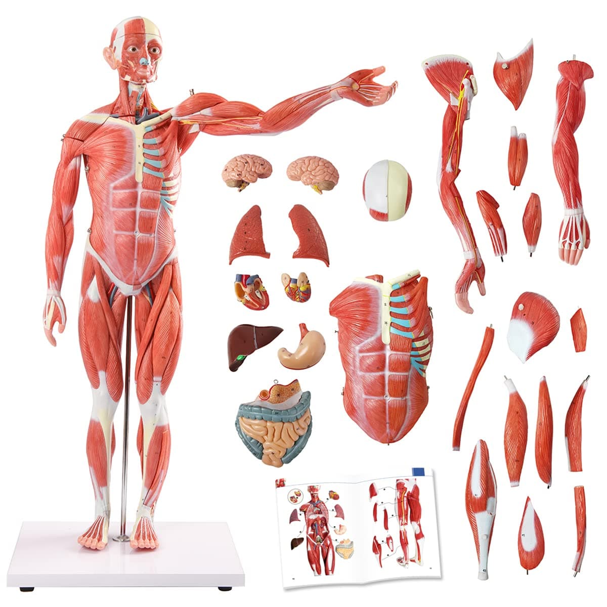 EVOTECH SCIENTIFIC Human Muscle and Organ Model, 27 Part 1/2 Life Size Human Muscular Figure Body Anatomy with Removable Organ Model for Medical Physiology Study Teaching Includes Poster
