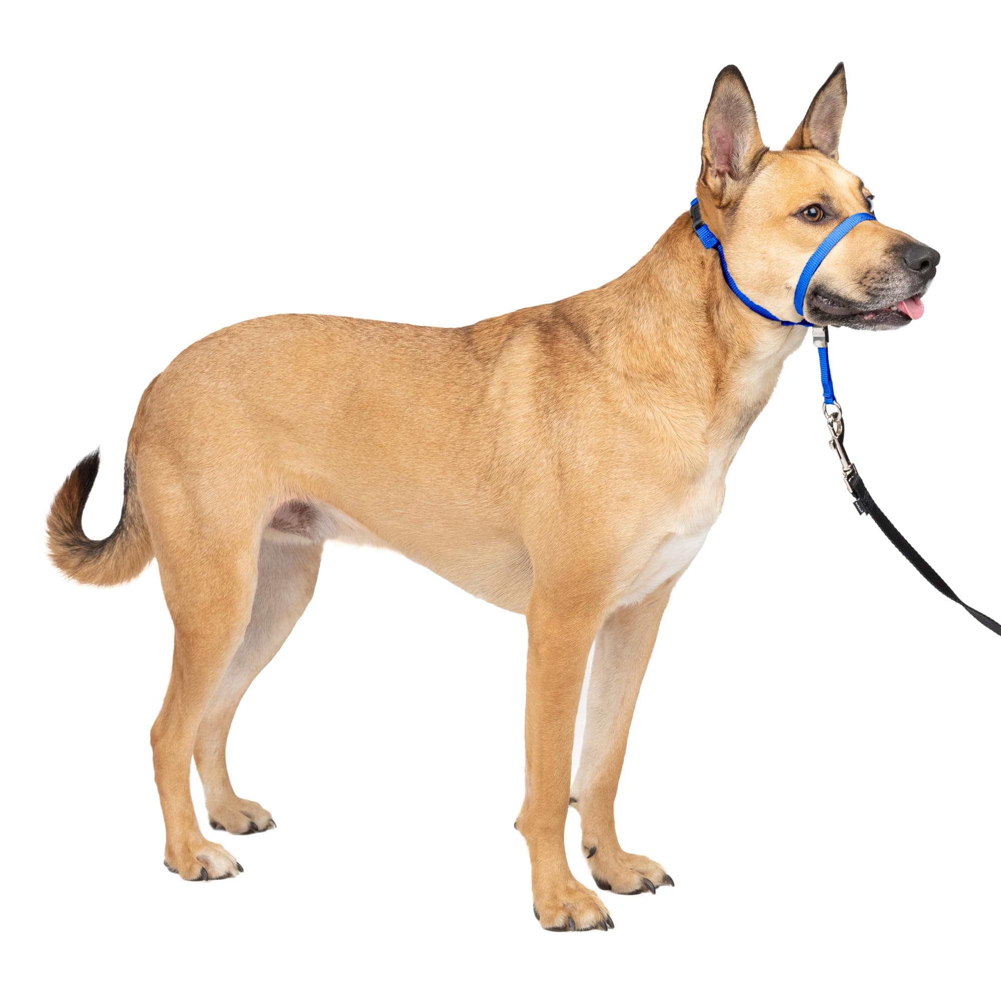 Gentle Leader Headcollar, No-Pull Dog Collar – Perfect for Leash & Harness Training – Stops Pets from Pulling and Choking on Walks – Medium, Royal Blue
