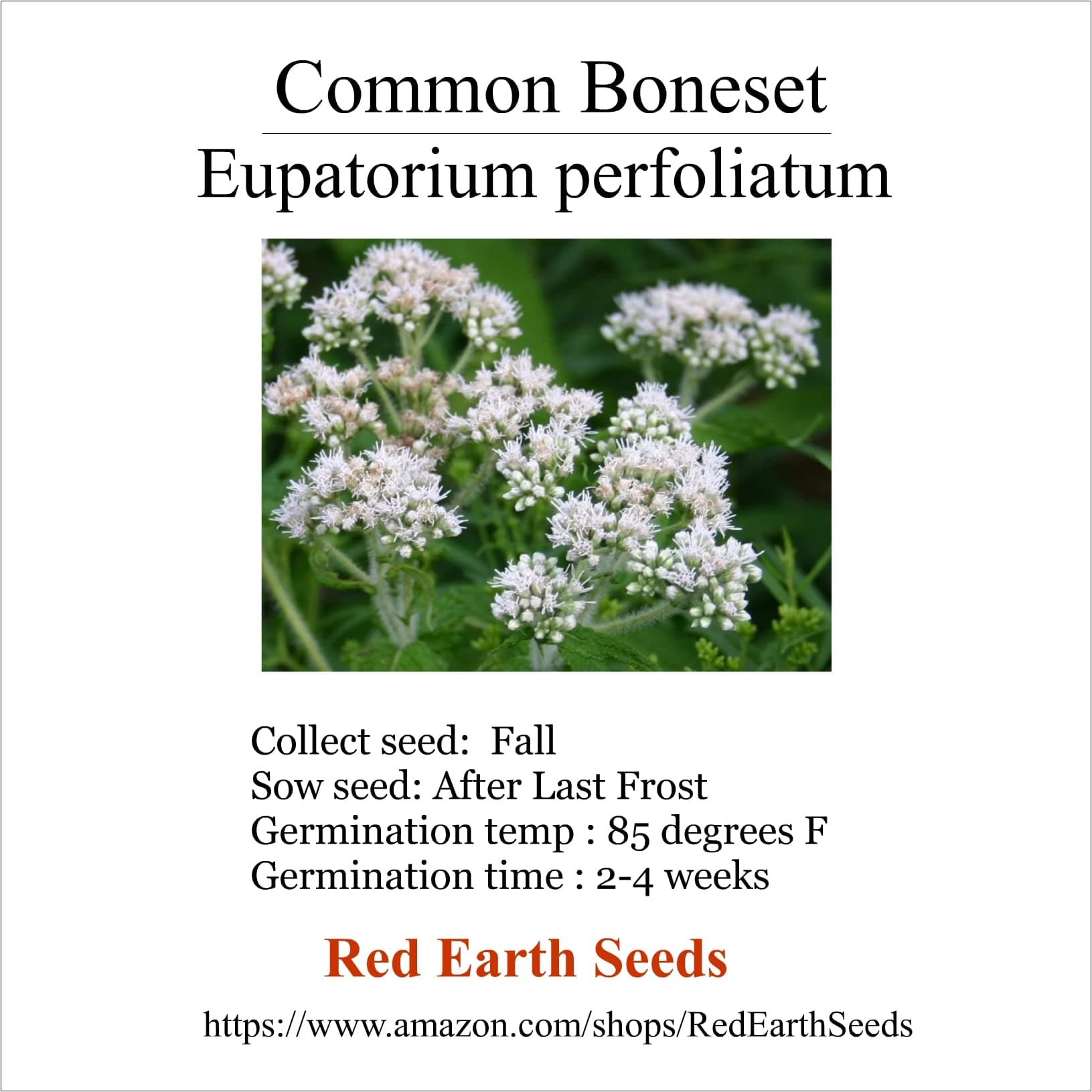 Common Boneset/Eupatorium perfoliatum - 100 Seeds (Organically Grown)