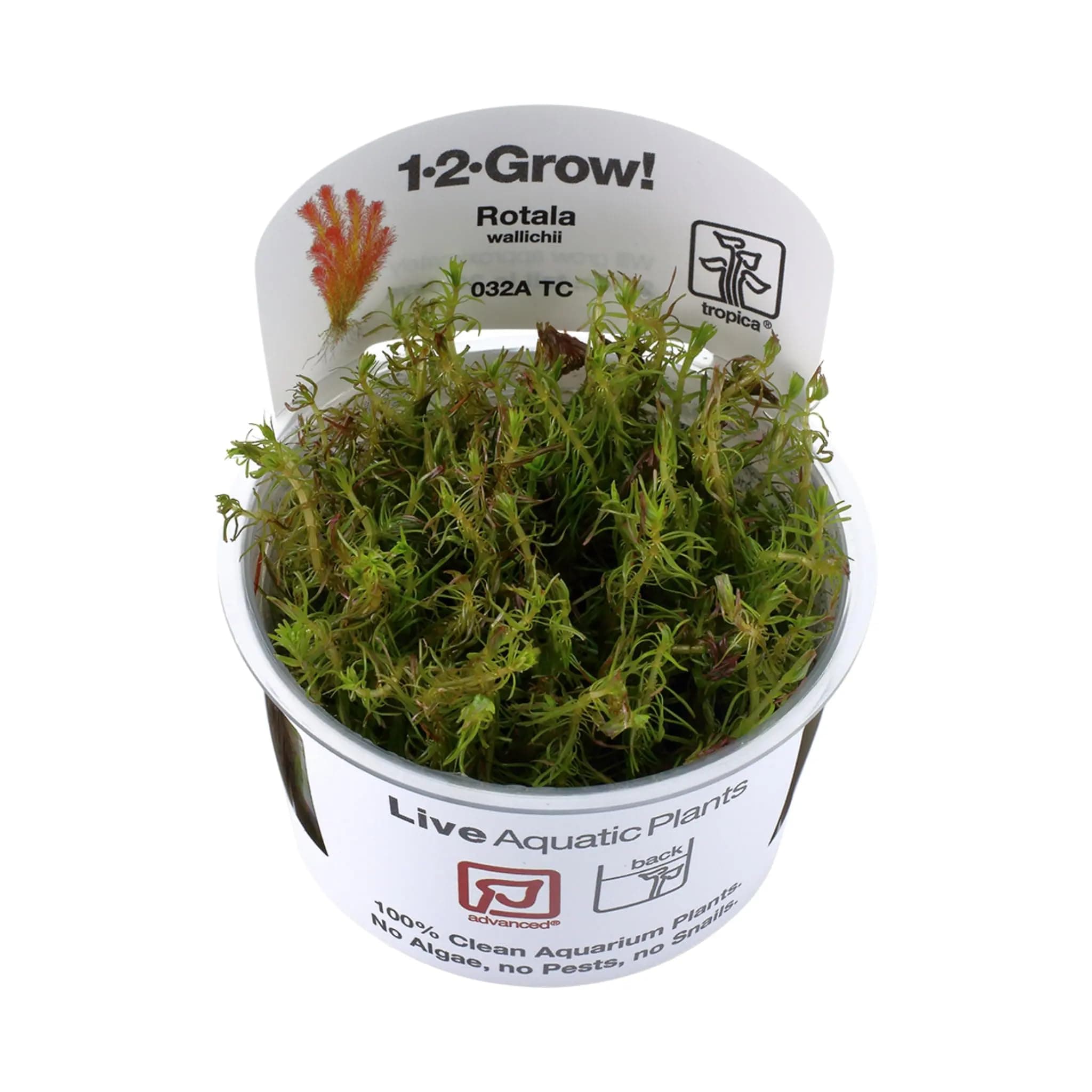 Rotala wallichi 1-2-GROW!