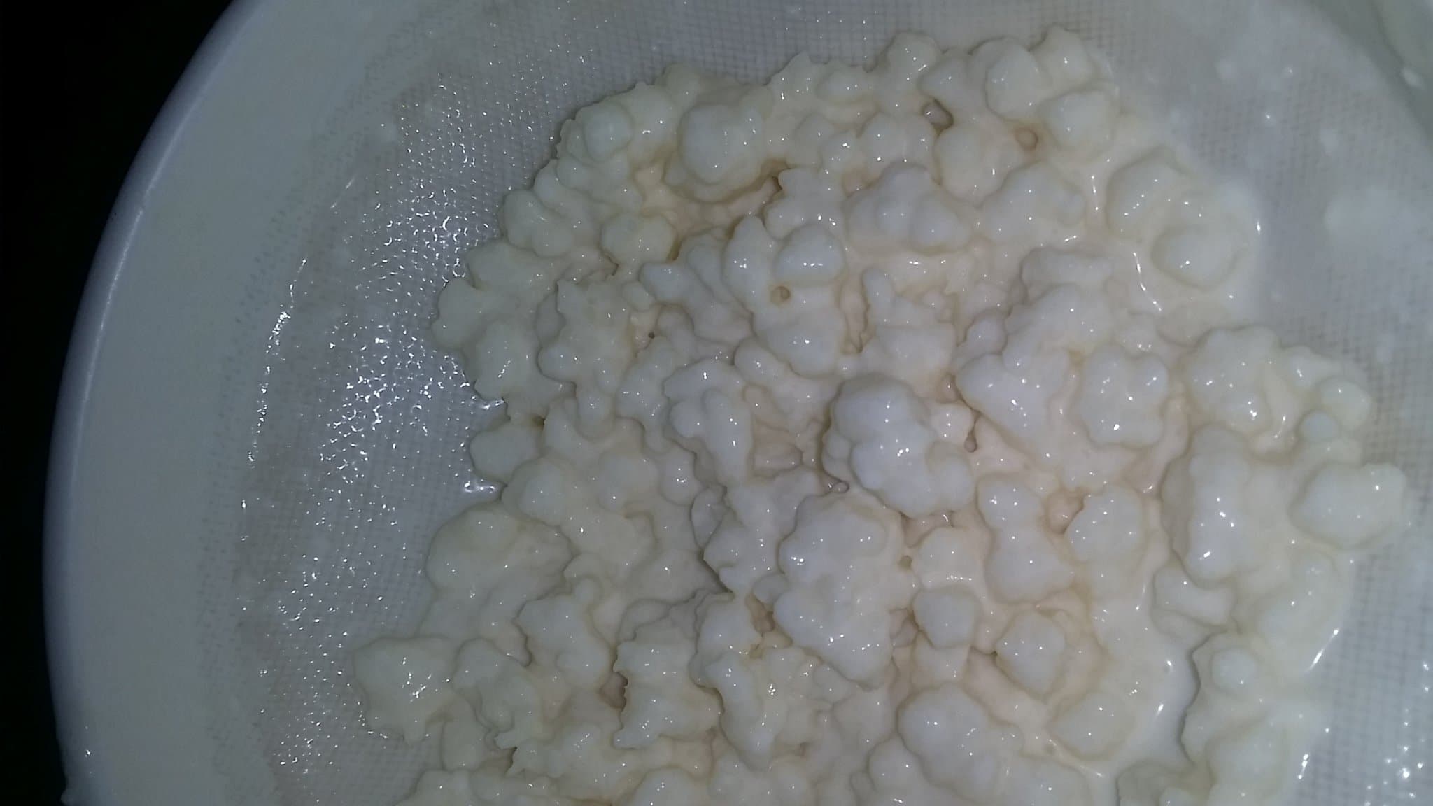 Live Organic Milk Kefir Grains