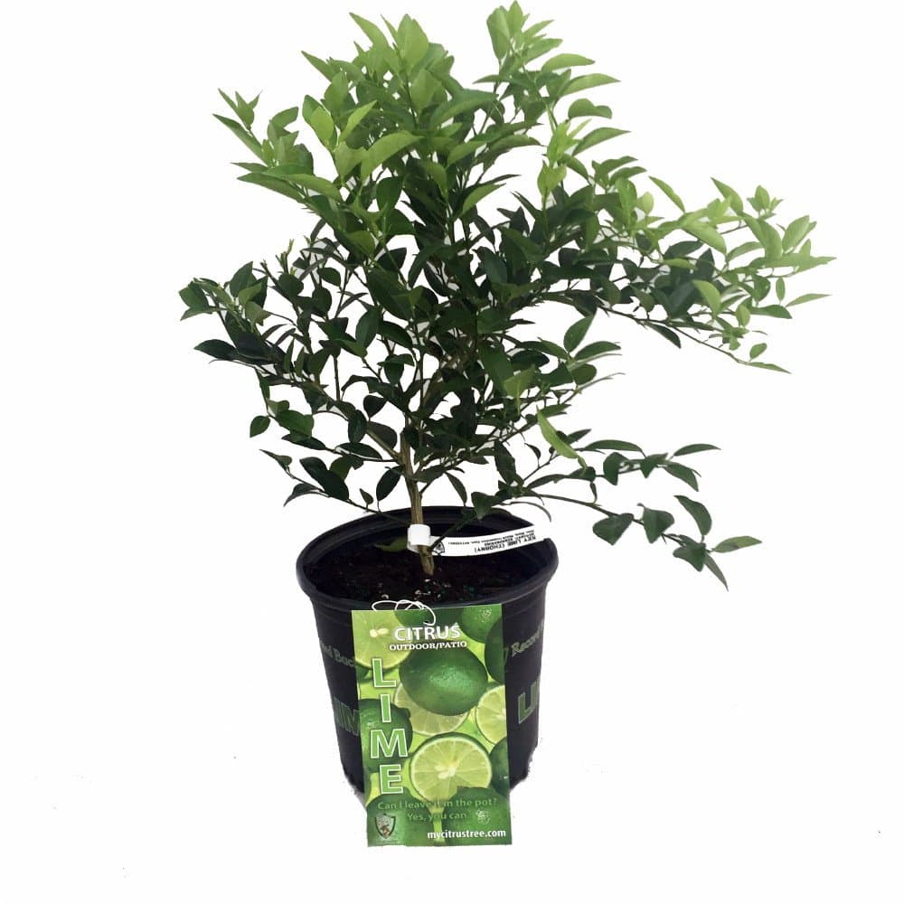 Hirt's Key Lime Tree + Certificate - 6" Pot - NO Ship TX,FL,AZ,CA,LA,HI