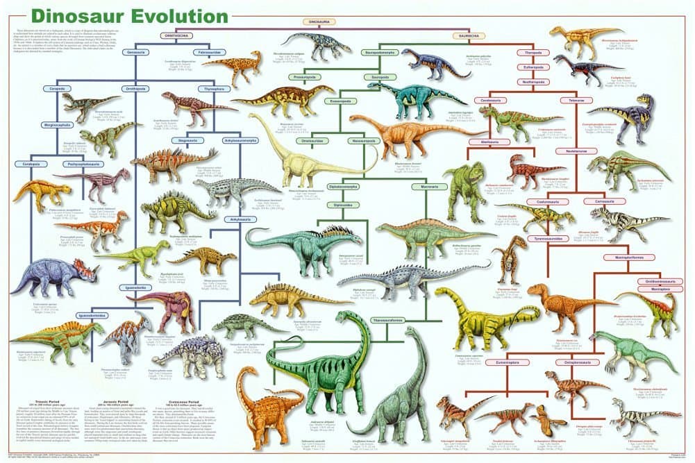 FeenixxPublishing Dinosaur Evolution Poster 24x36 24x36 Laminated Print