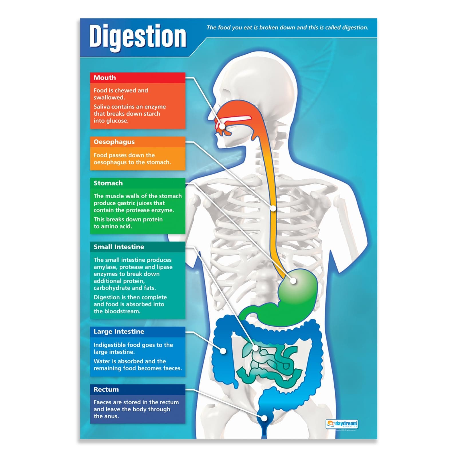 Daydream Education Digestion Science Poster - Laminated - LARGE FORMAT 33” x 23.5” - STEM Classroom Decoration - Bulletin Banner Charts