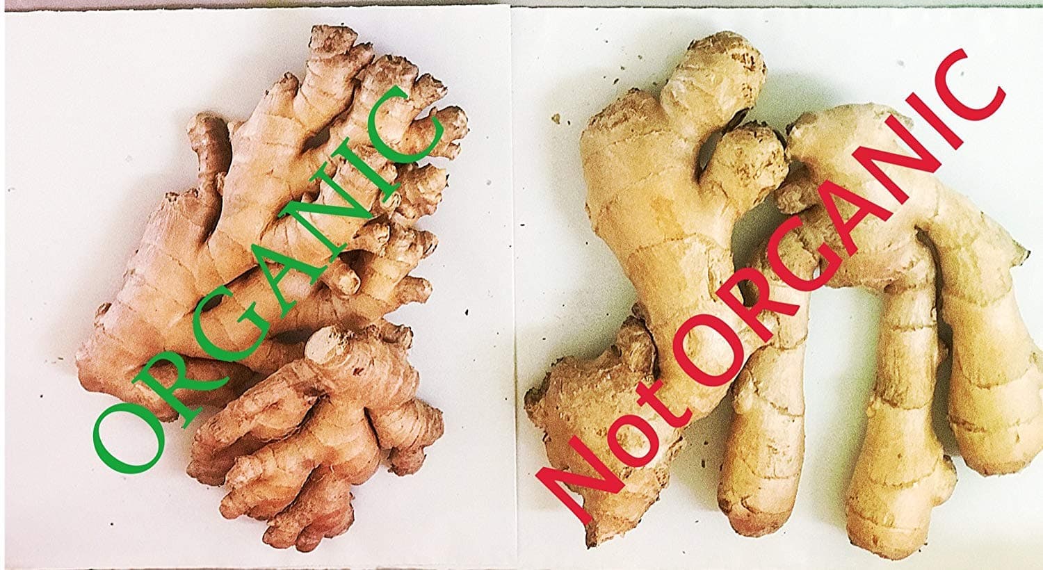 NONE GMO fresh ginger from Peru (5)