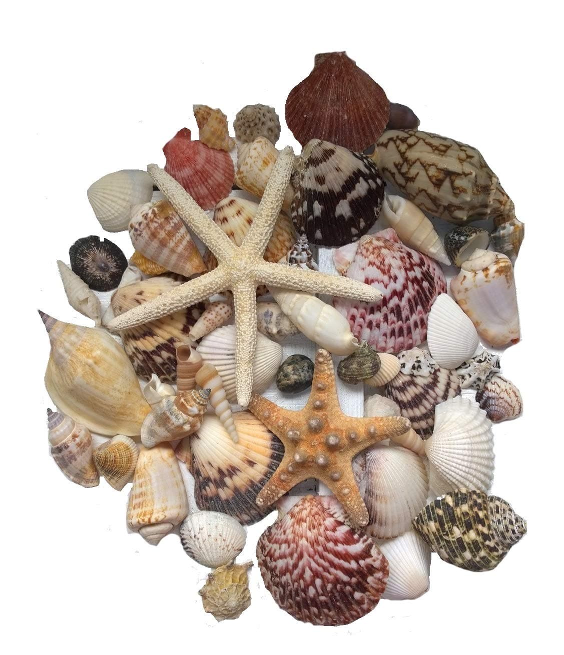 MaxJam Assorted Mixed Seashells Set of 50 with 2 Starfish and Scallops Quality Shells