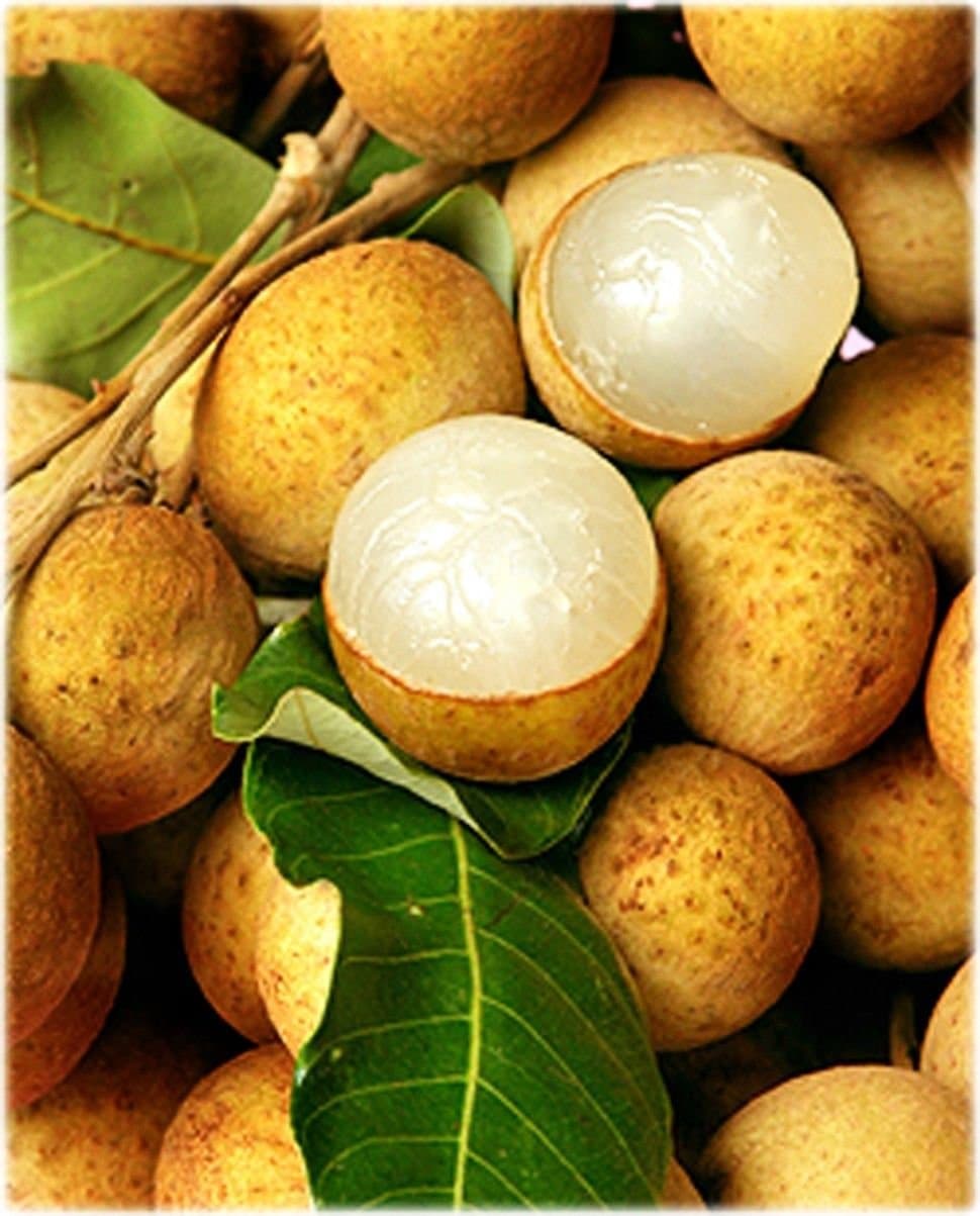 Kohala Longan - Air Layer Tree - 2 Feet Tall