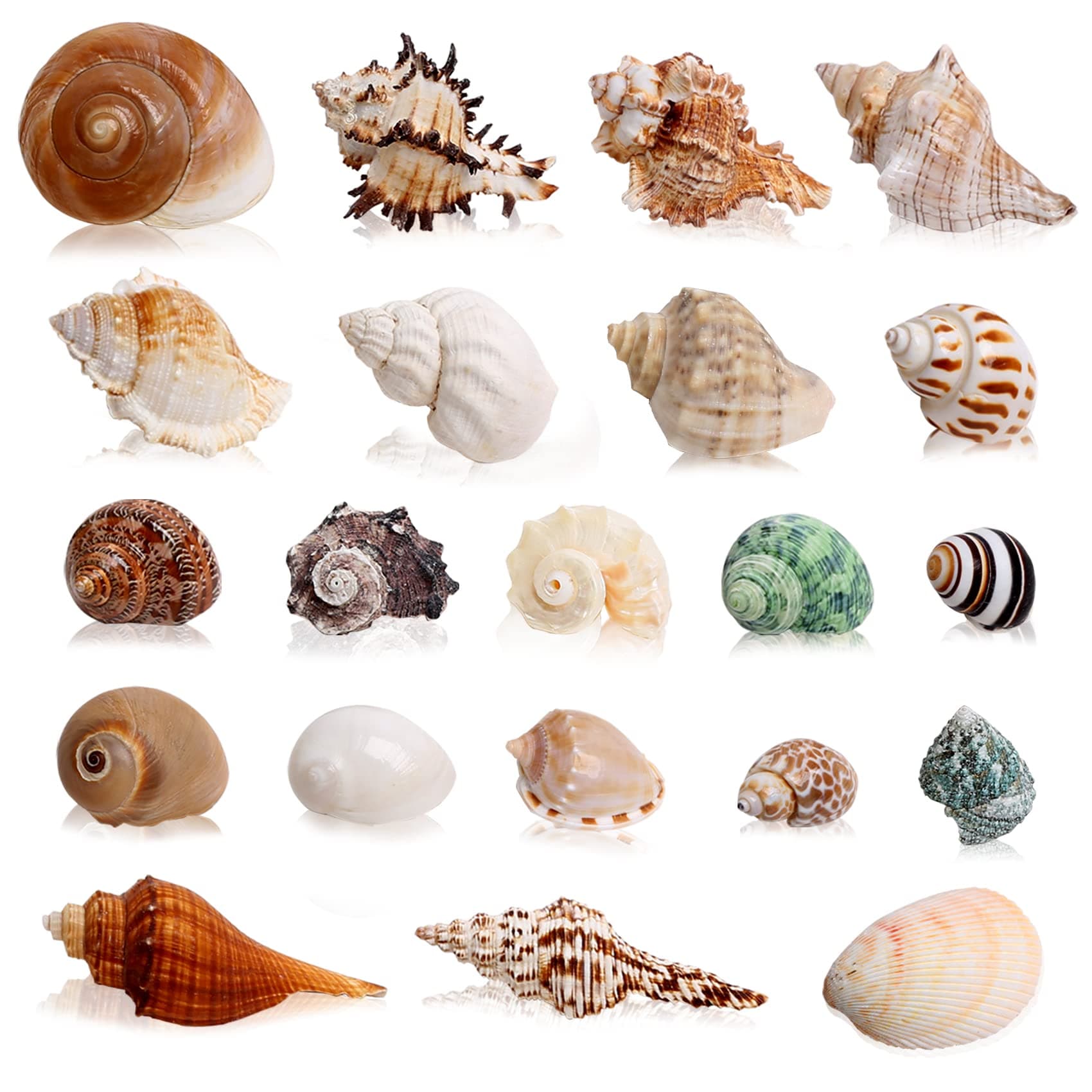 21PCS Hermit Crab Shells Large Medium Small