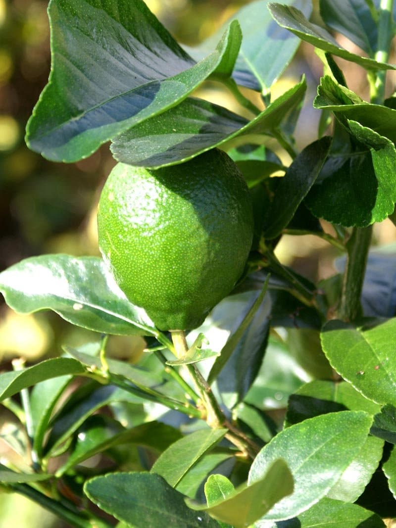 Lime Tree (Citrus latifolia) Tahiti Lime