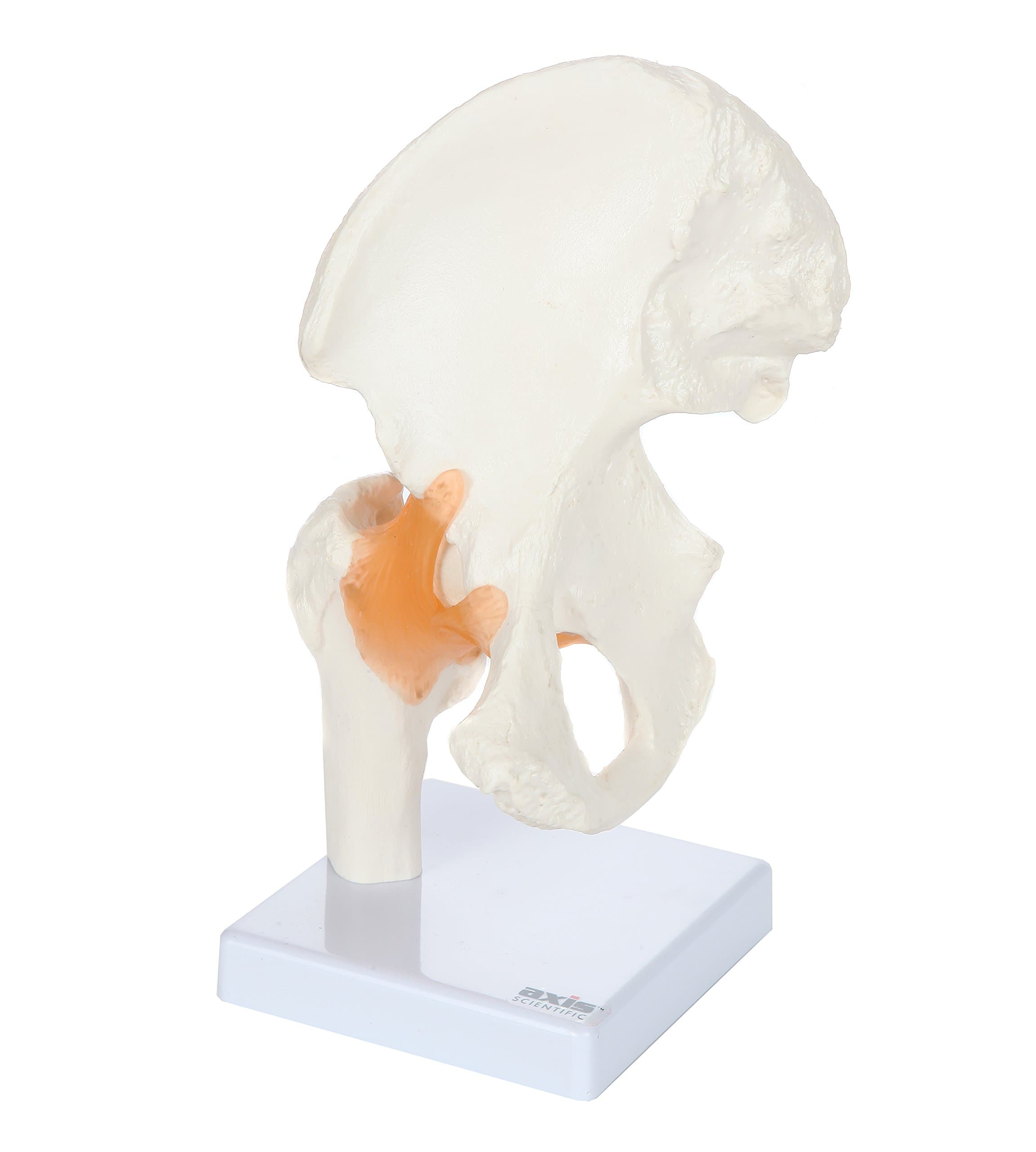 Axis Scientific Life Size Hip Bone Model, Premium Hip Joint Model with Flexible Ligaments and Bony Landmarks, Includes Base, Product Manual and 3 Year Warranty