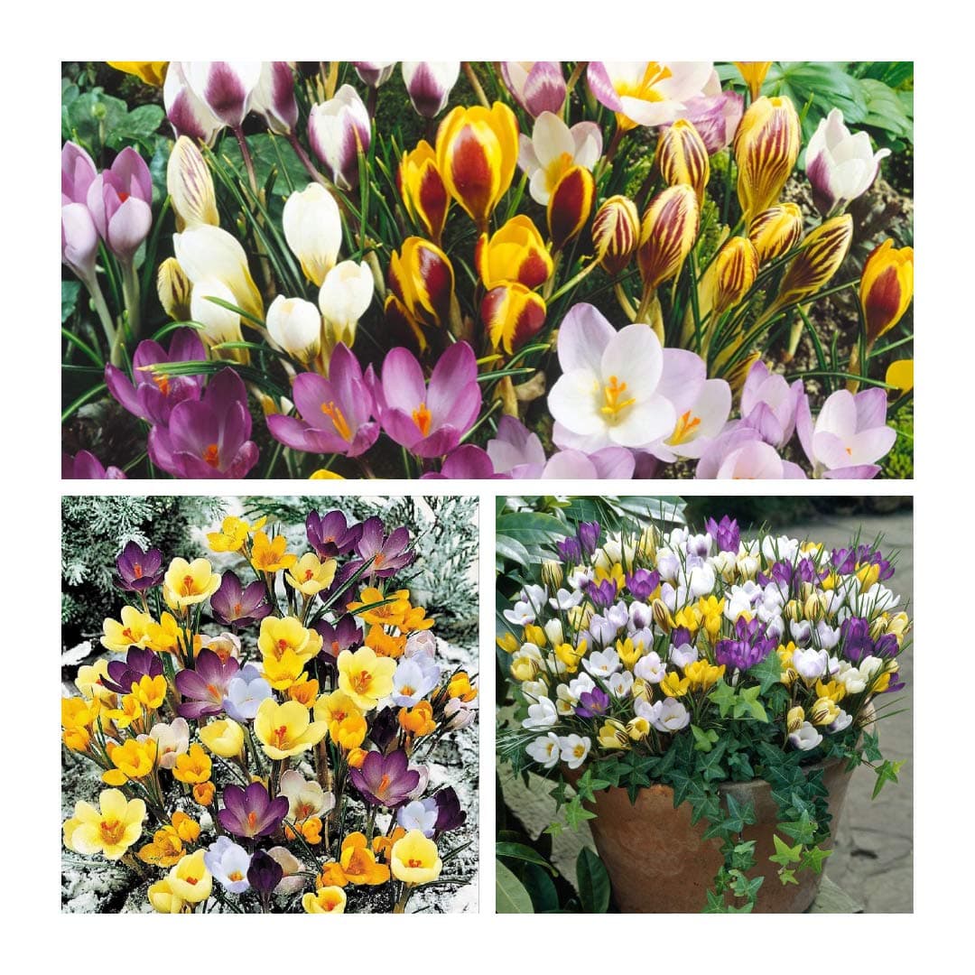 Crocus Species Mixed x 30 Flower Bulbs Size 5/7 Bright Spring Flowers Flowering from February. Easy to Grow