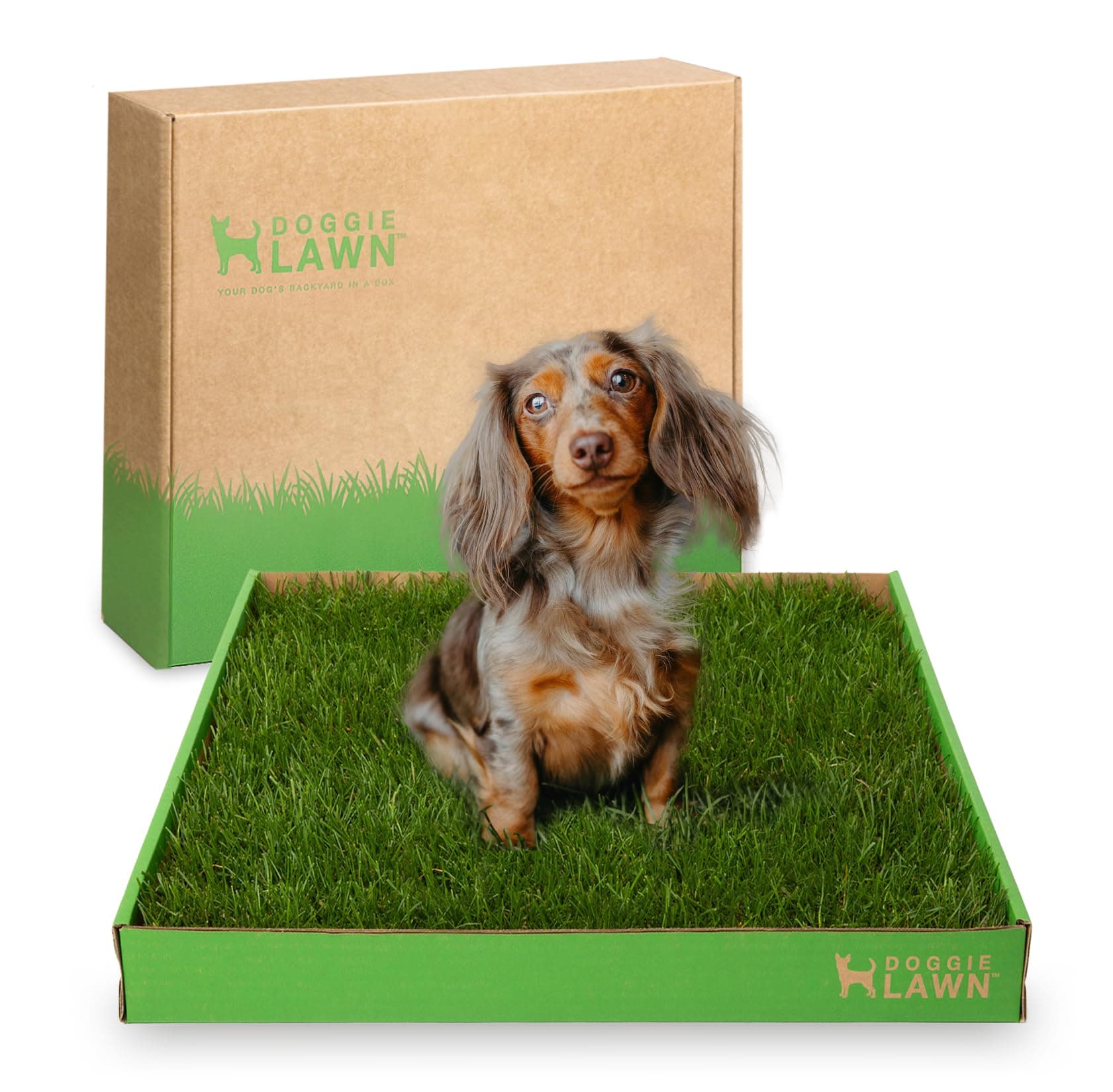 Disposable Dog Potty - Real Grass - Medium 24x16