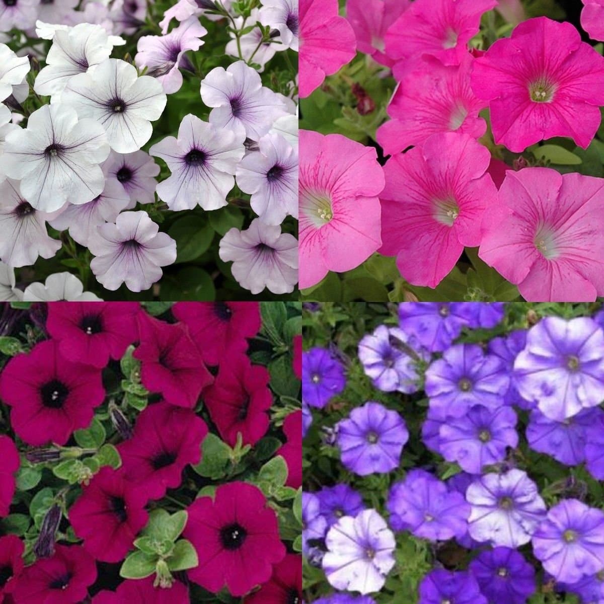 TIDAL Wave Petunia Seeds 4 Different Varieties 800 Seeds