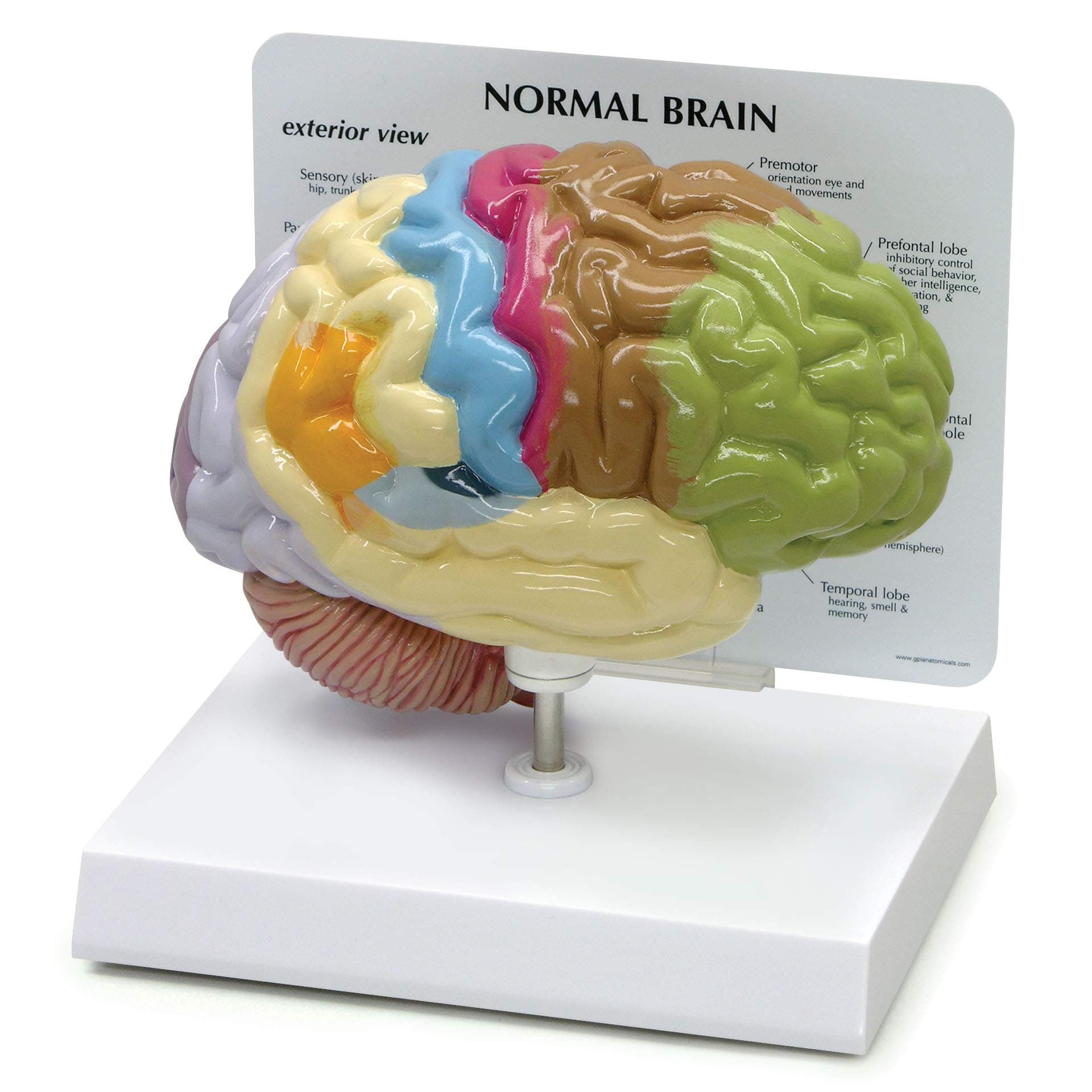 3B Scientific Human Brain Anatomical Model - Half Brain