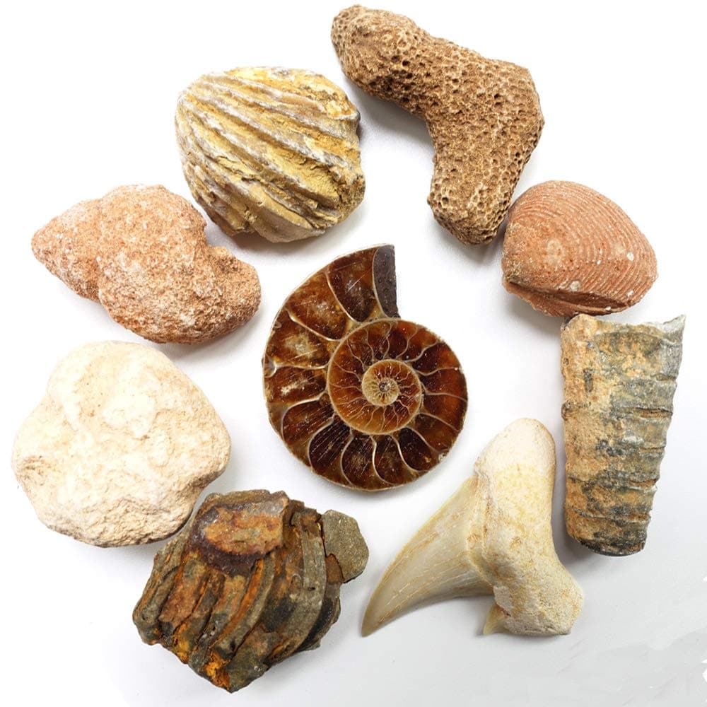 Education Set Collection Kit with Magnifier