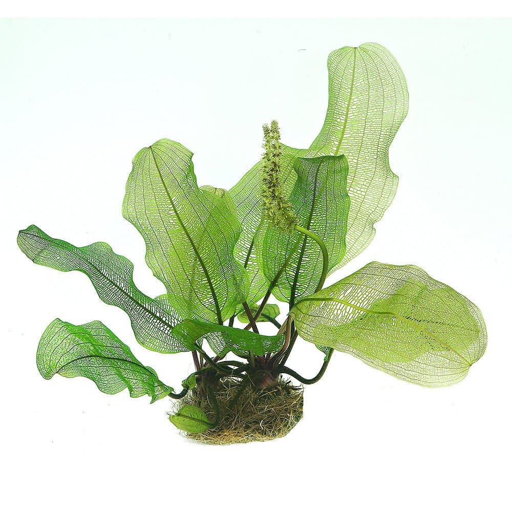 Aponogeton Madagascariensis