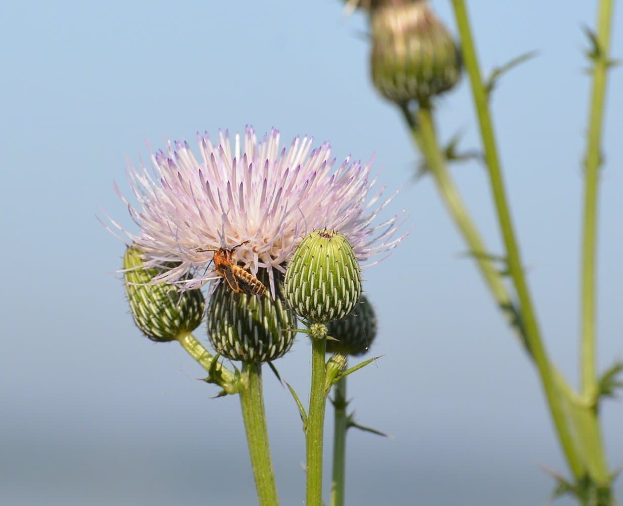 Bee and Thistle Canvas Print by Karina Brown