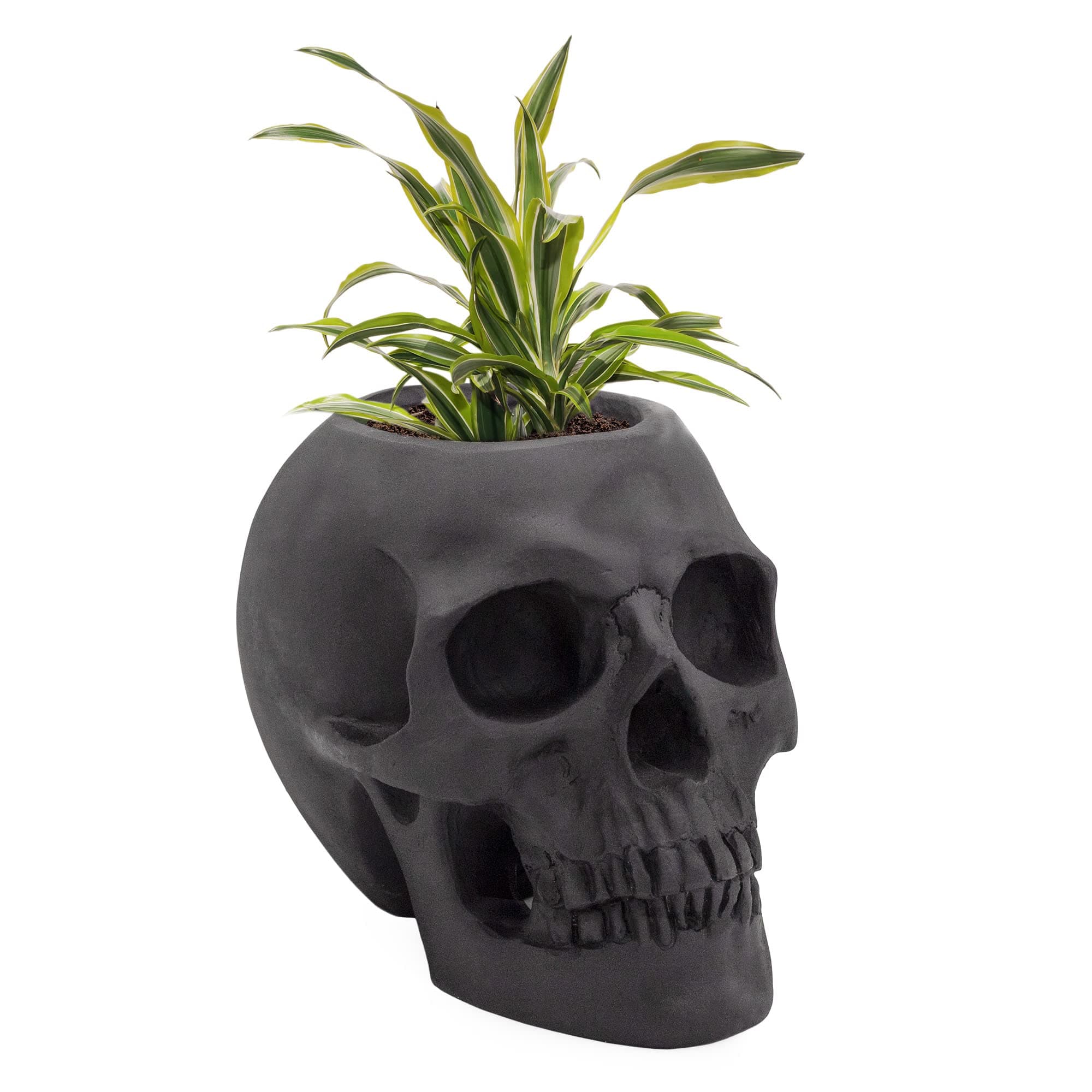 Esterno Black Skull Planter Pot, Horror Theme Decorative Mini Planter for Air Plants, Succulents, Cacti, and Carnivorous Plants