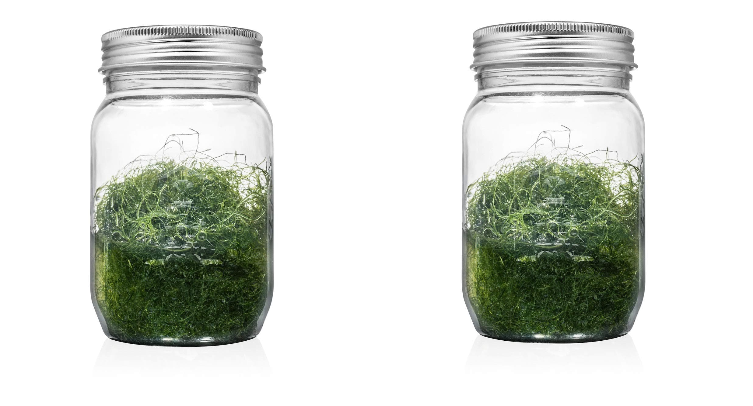 Chaetomorpha Chaeto Macro Algae 2 Cup Home for Amphipods, Copepods